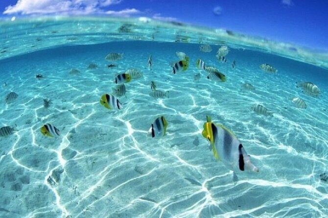 Half day Eco Snorkeling small group Tour in Bora Bora - FAQ