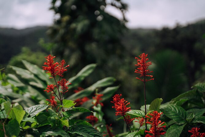 Half-Day El Yunque National Forest Tour From San Juan - Guide Performance and Customer Feedback