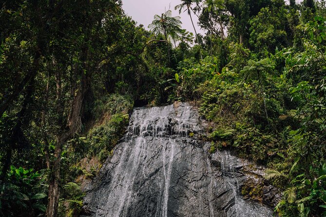 Half-Day El Yunque National Forest Tour From San Juan - Flora and Fauna Encounters