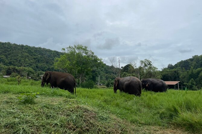 Half-Day Elephant Experience at Rantong - Elephants Rescued From Terrible Conditions