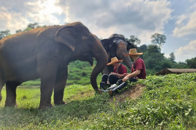 Half-Day Elephant Experience at Rantong - Transportation and Meal Inclusions