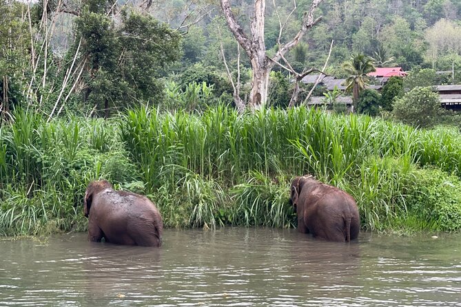Half-Day Elephant Experience at Rantong - Pickup Times and Locations