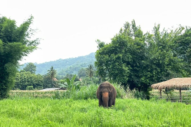 Half-Day Elephant Experience at Rantong - Pricing, Cancellation, and Availability