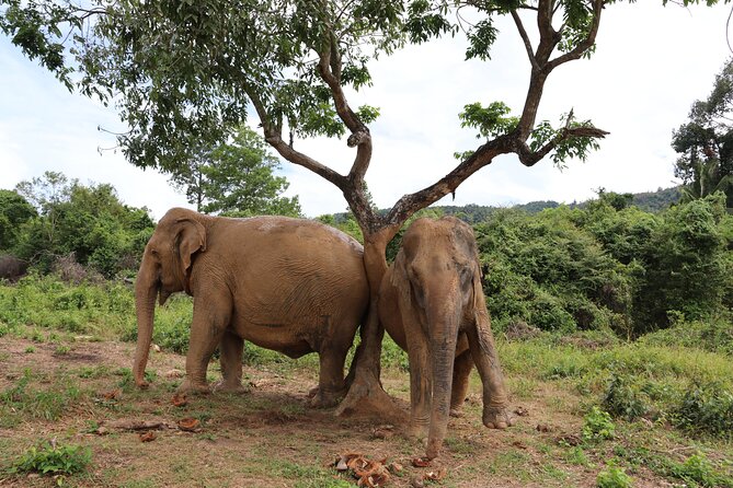 Half Day Elephant Home Sanctuary in Samui - Elephant History and Care