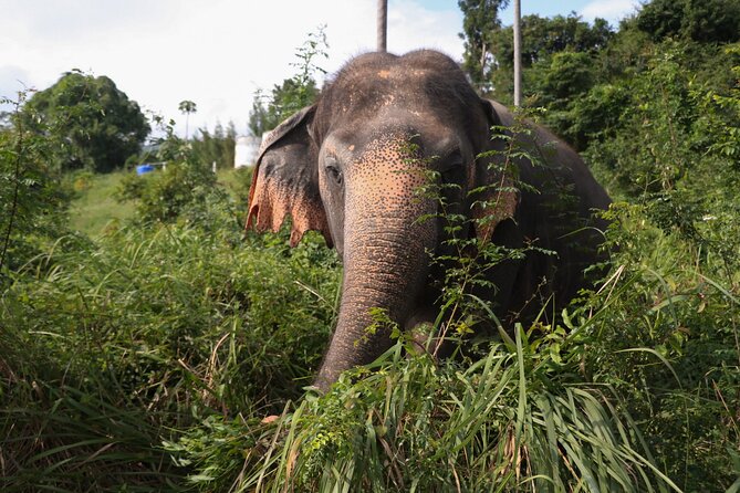 Half Day Elephant Home Sanctuary in Samui - Vegetarian Meal Offering