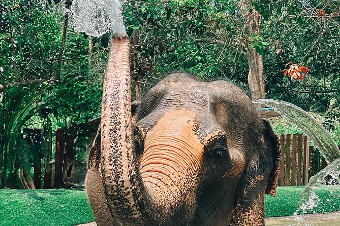 Half Day Elephant Home Sanctuary in Samui - Tour Logistics and Policies