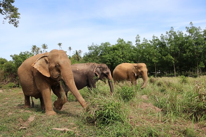 Half Day Elephant Home Sanctuary in Samui - Guest Reviews and Testimonials