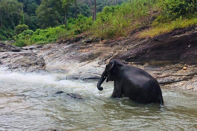 Half Day Elephants in Nature Experience (Morning) - Tour Details and Inclusions
