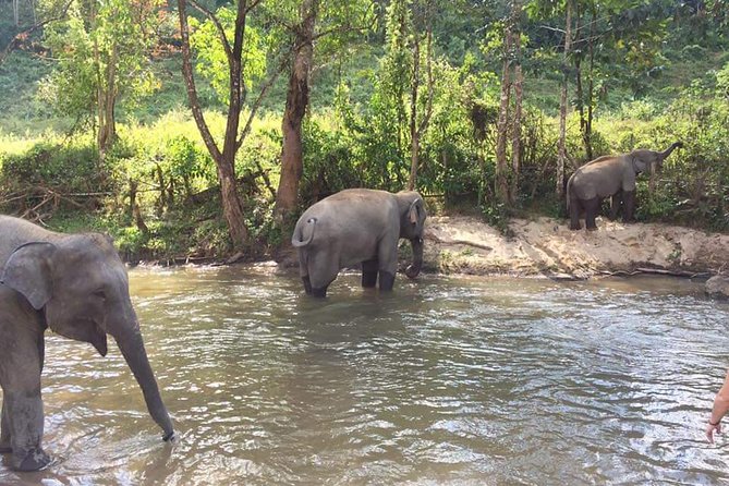 Half Day Elephants in Nature Experience (Morning) - Guide and Knowledge