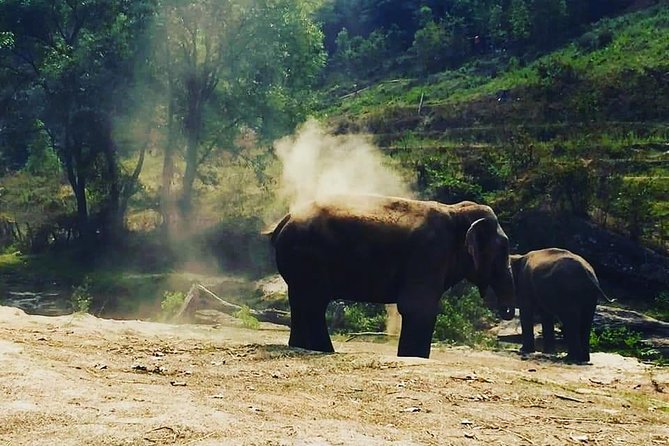 Half Day Elephants in Nature Experience (Morning) - Customer Testimonials