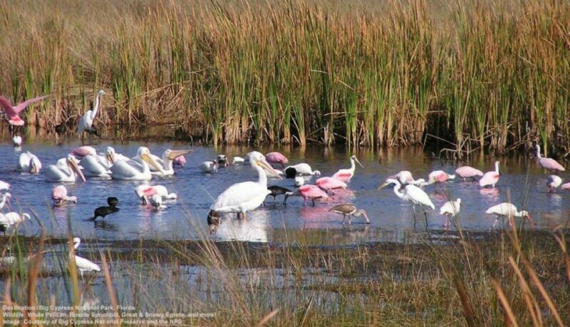 Half-Day Everglades Airboat Tours and Transportation - An In-Depth Look at the Tour Experience