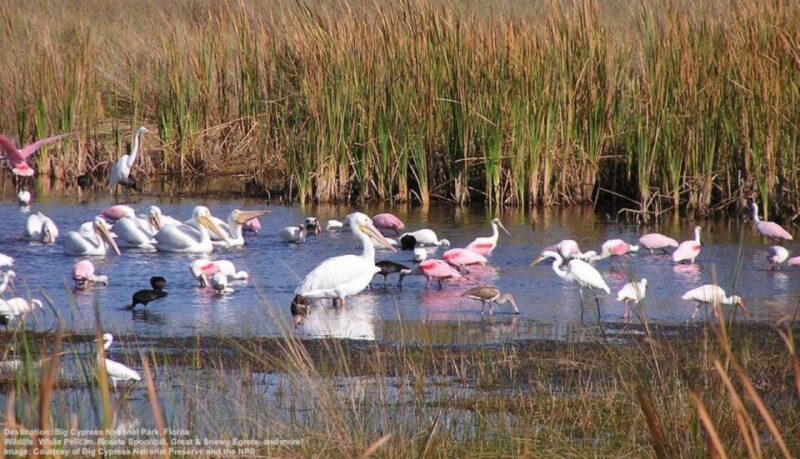 Half-Day Everglades Airboat Tours and Transportation - Transportation and Pickup Details