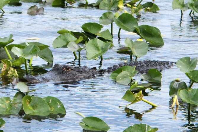 Half Day Everglades Tour With Airboat Ride & Bus From Miami Beach - Inclusions and Pickup