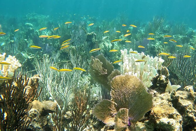 Half Day Exotic Private Charter Rose Island, Pigs and Turtles - Snorkeling With Turtles