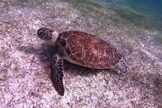 Half Day Exotic Private Charter Rose Island, Pigs and Turtles - Included Amenities and Gear