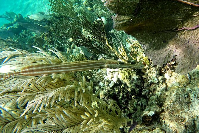 Half Day Exotic Private Charter Rose Island, Pigs and Turtles - Meeting Point and Pickup
