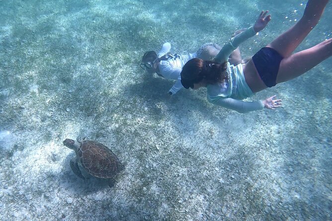 Half Day Exotic Private Charter Rose Island, Pigs and Turtles - Schedule and Operating Hours