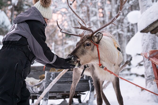 Half-Day Experience in Local Reindeer Farm in Lapland - Professional Photography