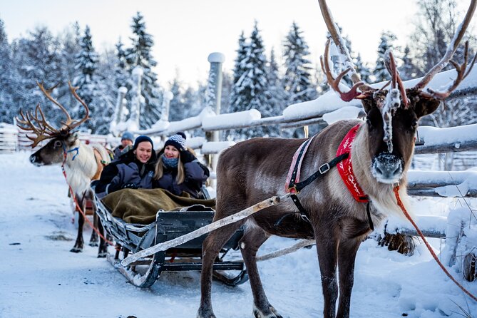 Half-Day Experience in Local Reindeer Farm in Lapland - Snacks and Hot Juice