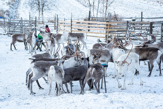 Half-Day Experience in Local Reindeer Farm in Lapland - Hotel Pickup and Drop-off