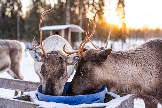Half-Day Experience in Local Reindeer Farm in Lapland - Tour Logistics and Accessibility