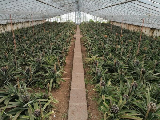 Half Day Fire Lake, Pineapple & Tea by SUV - Frequently Asked Questions