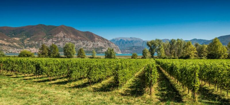 Half-Day Food and Wine Experience in Franciacorta - Winery Tour and Wine Tasting