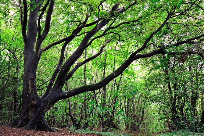 Half-day Forest Bathing and Yoga in Brightons Woodlands - What to Bring