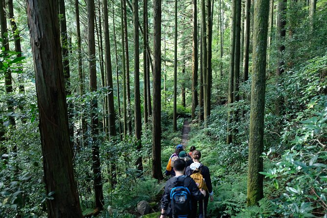 Half Day Forest Bathing in Hakone Geopark - Bus Fee to the Teahouse