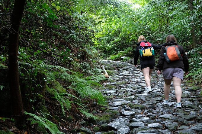 Half Day Forest Bathing in Hakone Geopark - Participant Requirements