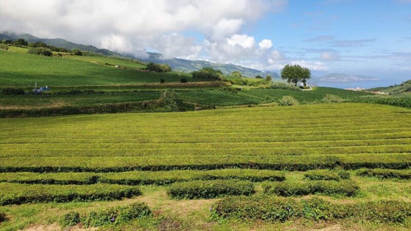 Half Day Furnas Tour With Volcano Activity - Gorreana Tea Factory Visit