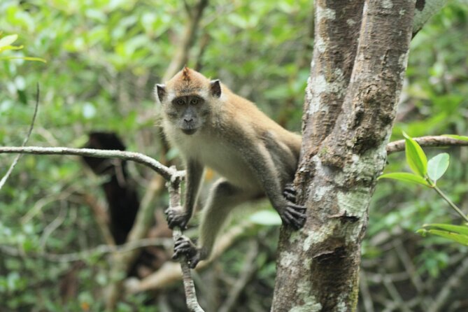 Half-Day Geopark Cruise From Langkawi - Wildlife Spotting Opportunities