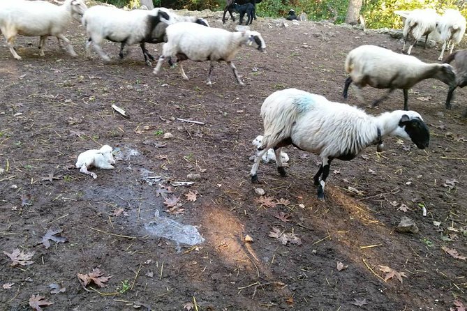 Half-Day Georgioupolis Off-Road Adventure With Meal - Tour Confirmation and Accessibility