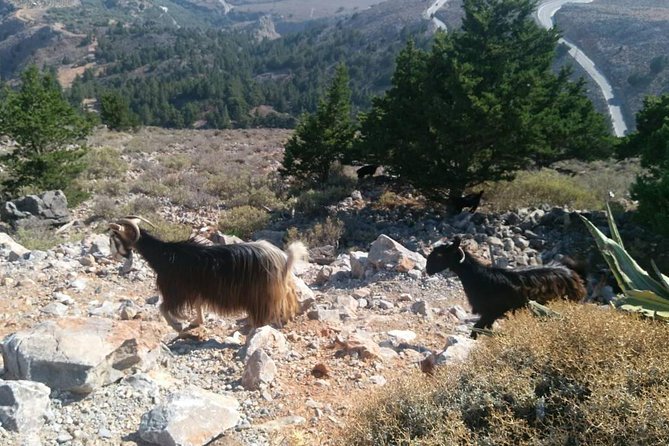 Half-Day Georgioupolis Off-Road Adventure With Meal - Off-Road Adventure Highlights