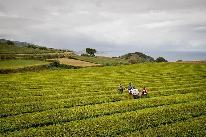 Half Day Gorreana - Pedestrian Walk and Tea Tasting (Min. 2 Persons) - Gorreana Tea Factory Highlights