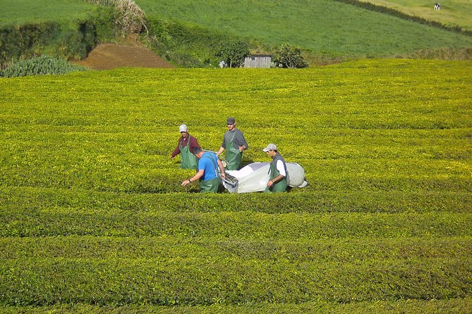 Half Day Gorreana - Pedestrian Walk and Tea Tasting (Min. 2 Persons) - Tour Departure and Duration