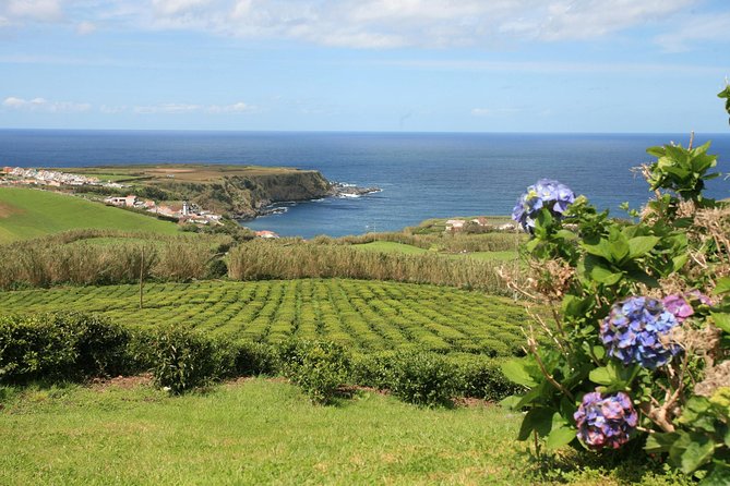 Half Day Gorreana - Pedestrian Walk and Tea Tasting (Min. 2 Persons) - Customer Reviews and Ratings