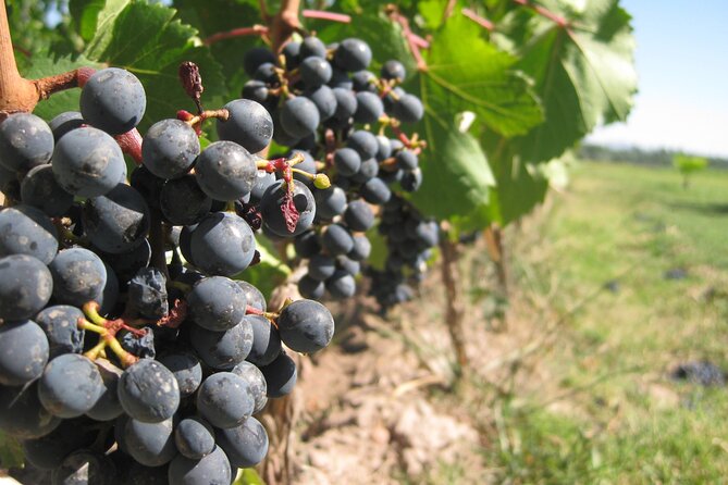 Half-Day Gramma Wine Tasting Tour in Iasi - Discovering Gramma Winery