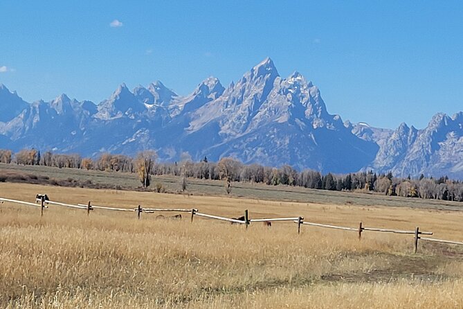 Half-Day Grand Teton National Park Wildlife Safari Private Tour - Meeting and Pickup