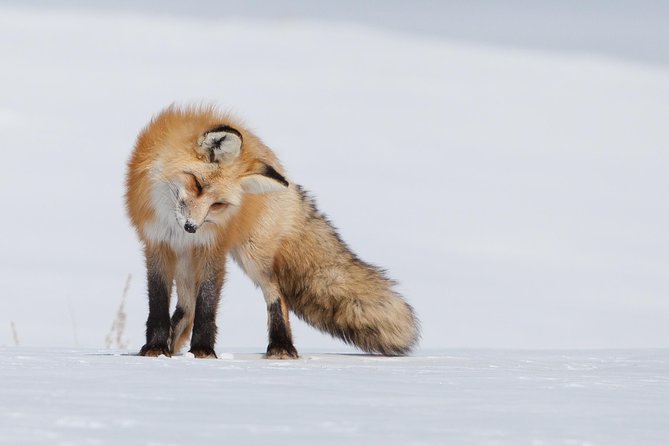 Half-Day Grand Teton Wildlife Private Safari Tour - Inclusions