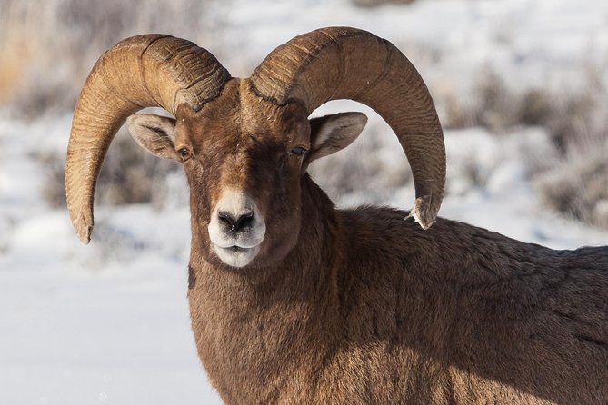 Half-Day Grand Teton Wildlife Private Safari Tour - Meeting Points