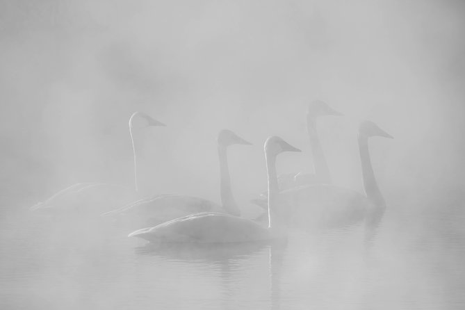 Half-Day Grand Teton Wildlife Private Safari Tour - Itinerary