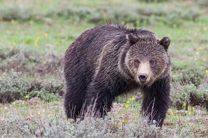 Half-Day Grand Teton Wildlife Safari Private Tour - Highlights of the Safari
