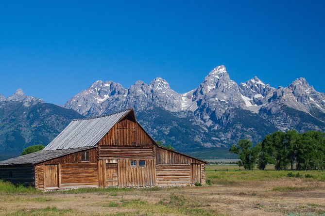 Half-Day Grand Teton Wildlife Safari Private Tour - Professional Naturalist Guide