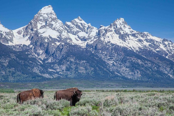 Half-Day Grand Teton Wildlife Safari Private Tour - Getting to Jackson Hole