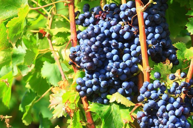 Half Day Great Vineyard Tour From Avignon - Wine Tasting Experiences