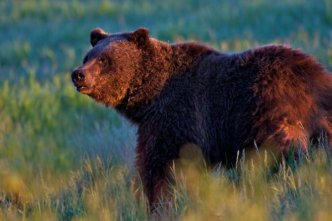 Half Day Group Sunrise Wildlife Safari - Weather Conditions