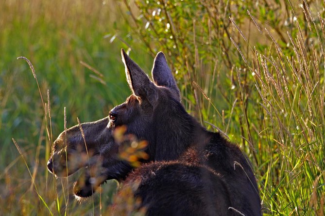 Half Day Group Sunrise Wildlife Safari - Age Requirement