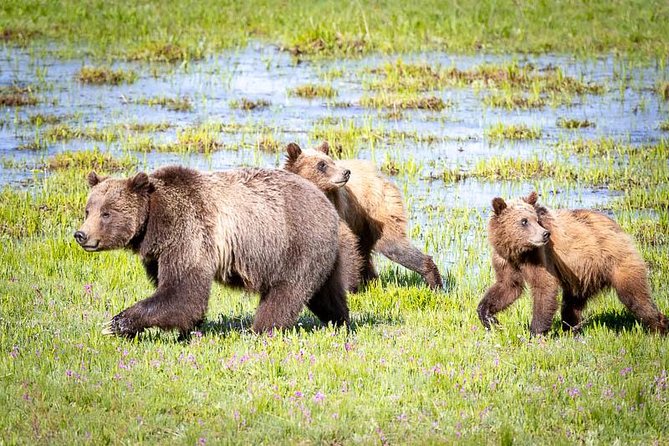 Half Day Group Sunset Wildlife Safari - Pricing and Guarantee
