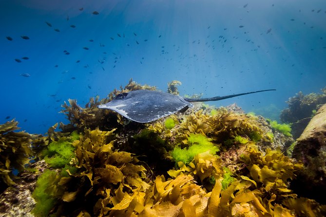 Half Day Guided Dive Tour, Goat Island Marine Reserve - Diving Experience
